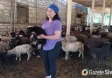 Bir çiftlikte 10 koyunla başlayan kadın!