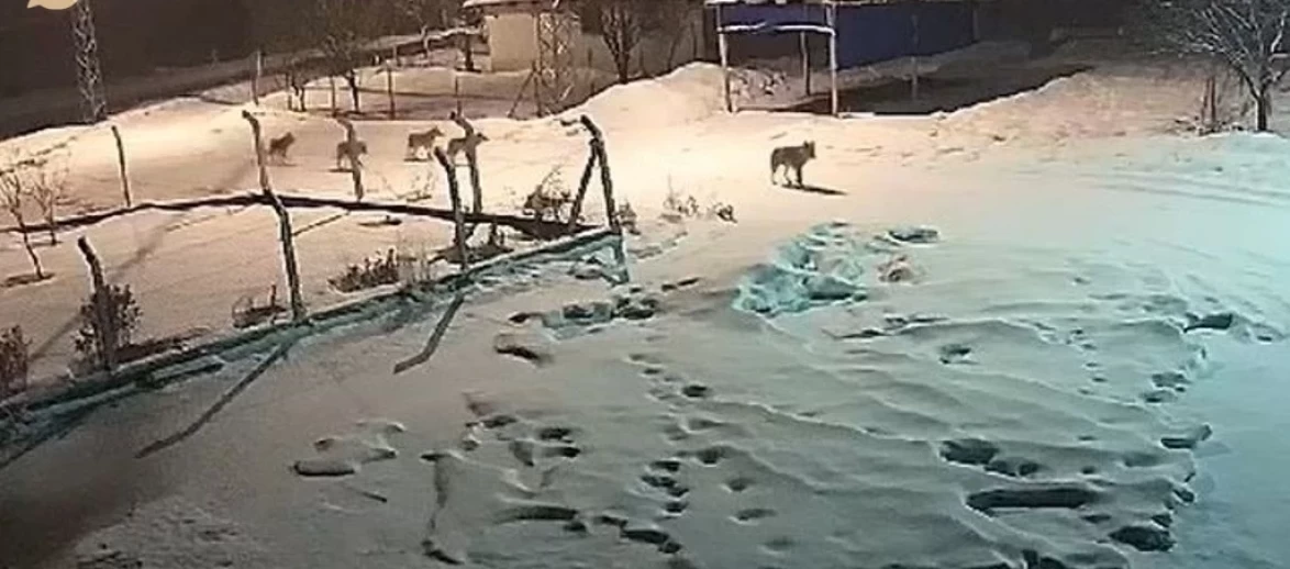 Köydeki Vahşi Kurt Sürüsü, Köpeklere Saldırdı!