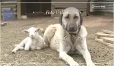 Kangal köpeği: Sivas'ın gururu