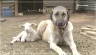 Kangal köpeği: Sivas'ın gururu
