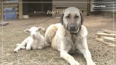 Kangal köpeği: Sivas'ın gururu