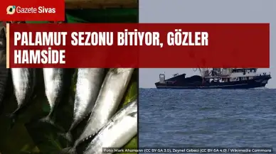 Palamut sezonu bitiyor, gözler hamside