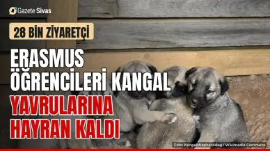 Erasmus öğrencileri Kangal yavrularına hayran kaldı