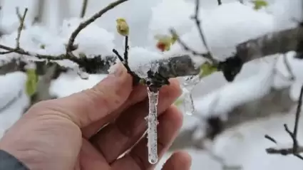 Sivas'ta Tarım Alanlarında Zirai Don Tehlikesi: Çiftçiler Yardım İstiyor