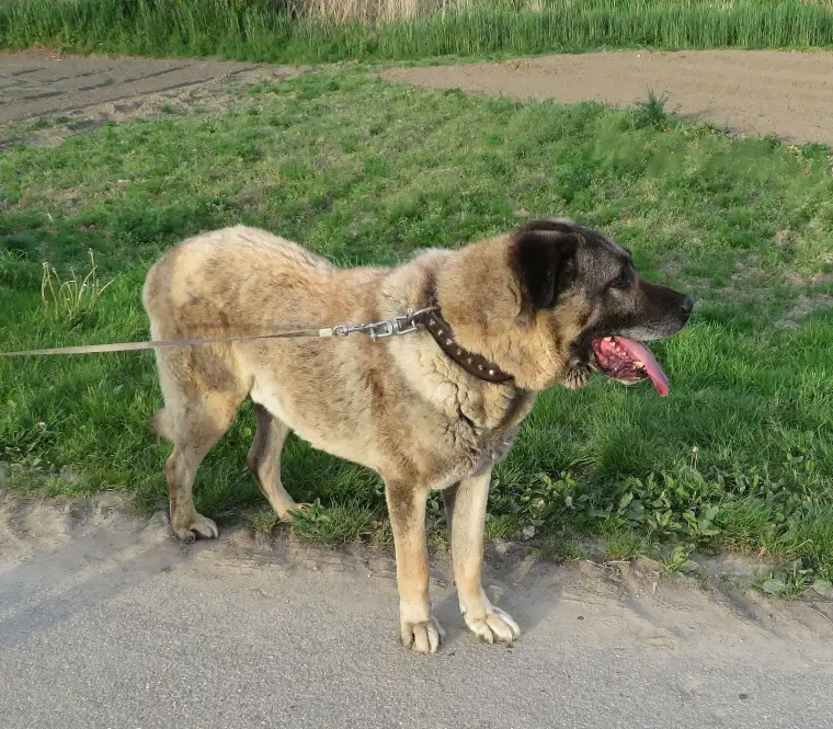 Kangal köpeği: Sivas'ın gururu 6