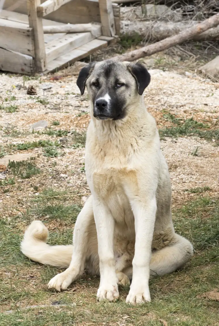 Kangal köpeği: Sivas'ın gururu 9