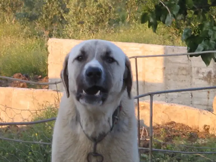 Kangal köpeği: Sivas'ın gururu 8