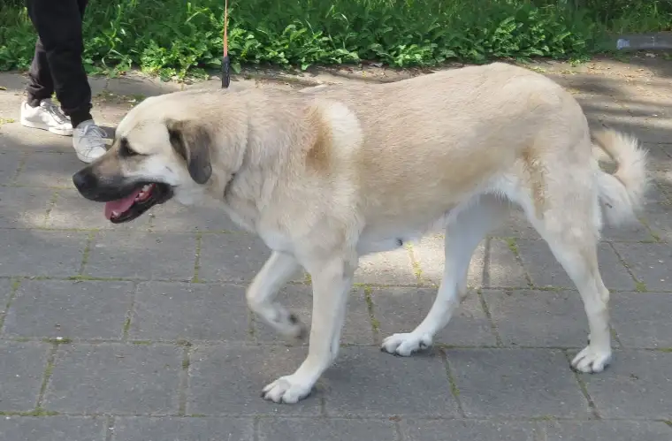 Kangal köpeği: Sivas'ın gururu 5
