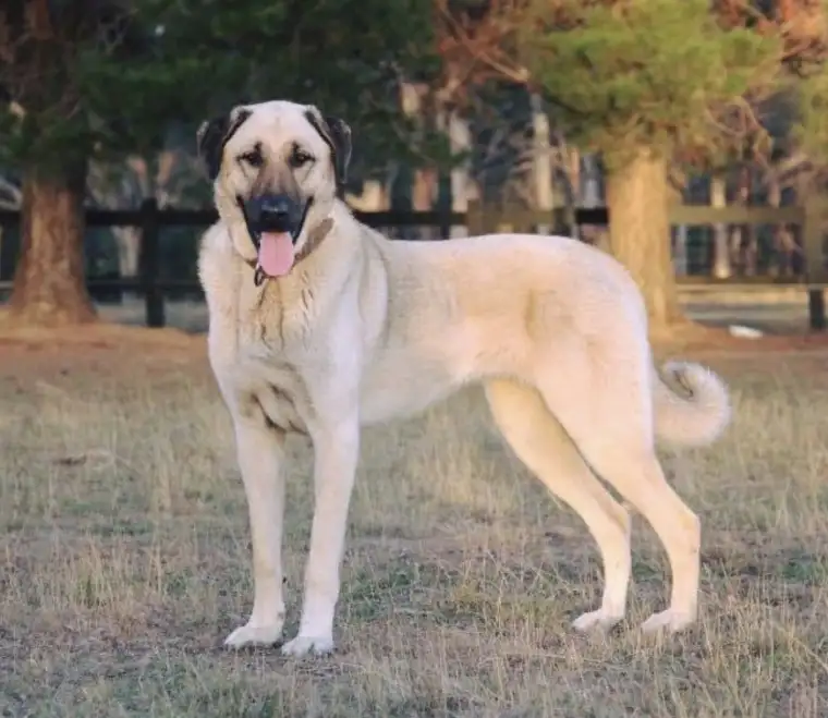 Kangal köpeği: Sivas'ın gururu 1