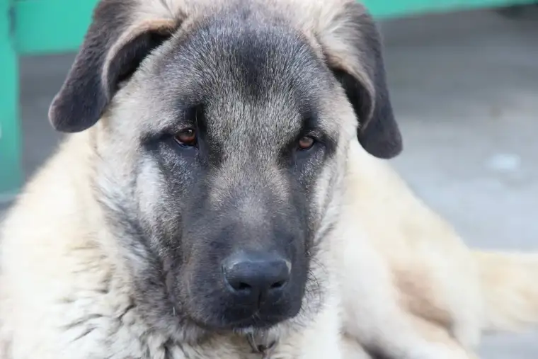 Kangal köpeği: Sivas'ın gururu 4