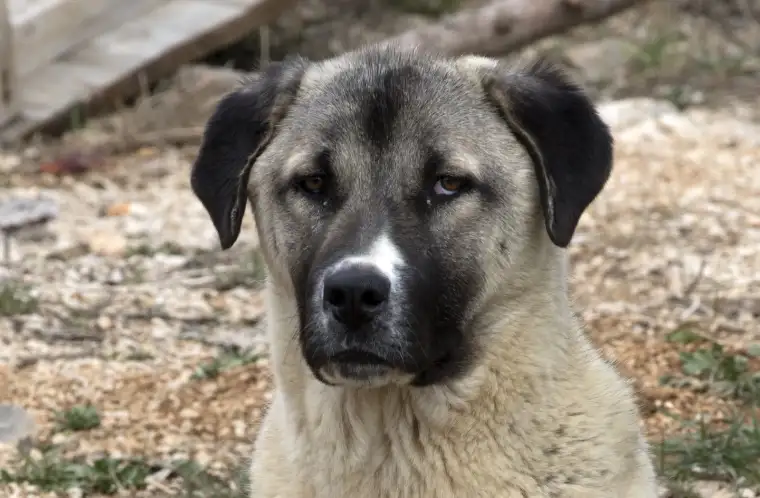 Kangal köpeği: Sivas'ın gururu 10