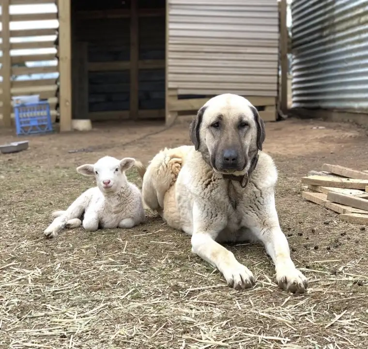 Kangal köpeği: Sivas'ın gururu 2