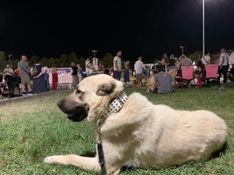 Kangal köpeği: Sivas'ın gururu 11