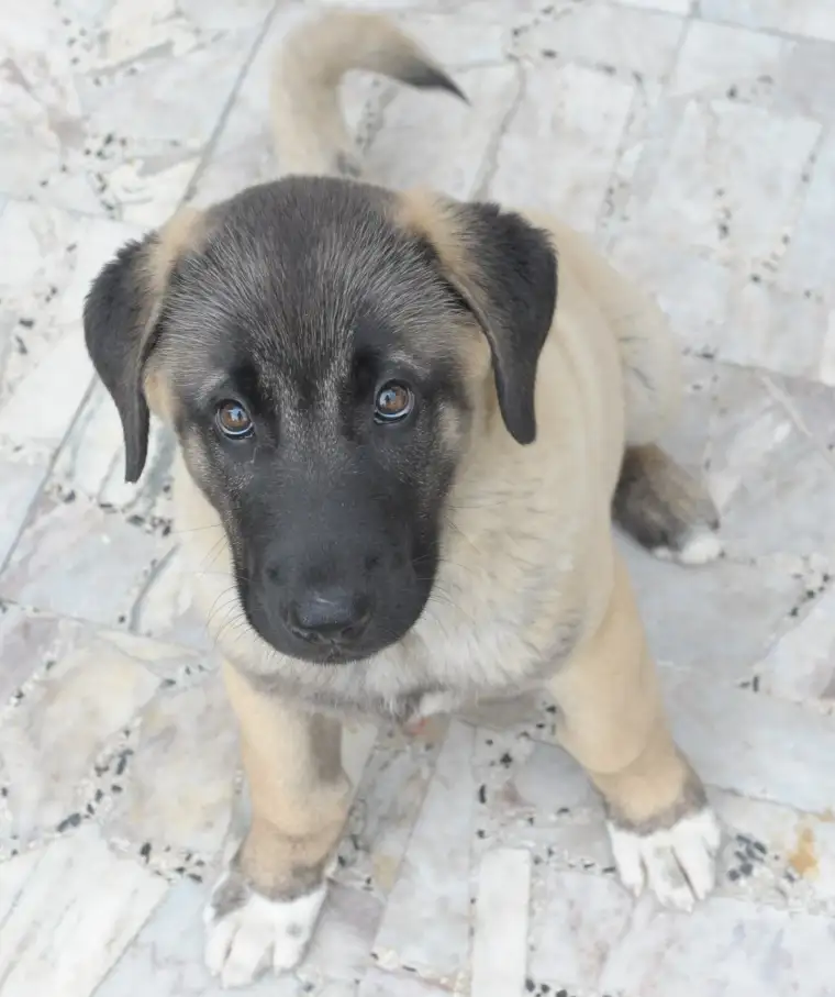 Kangal köpeği: Sivas'ın gururu 7