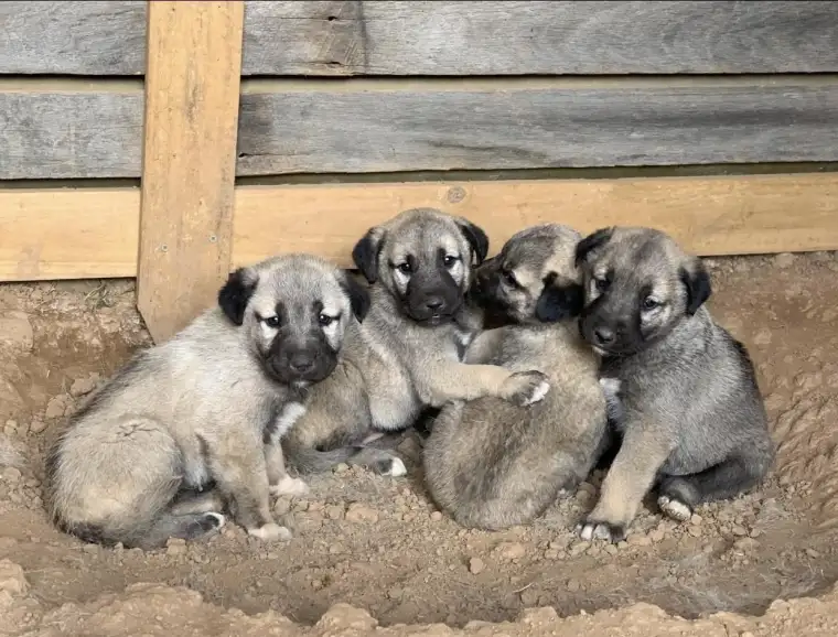 Kangal köpeği: Sivas'ın gururu 3