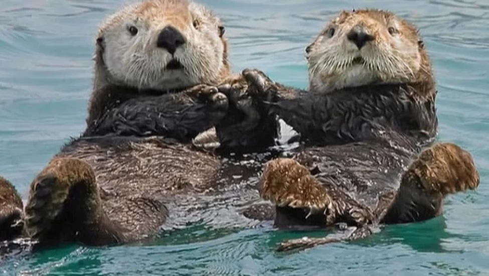 Sivas'ta Karların Altında Su Samuruna Rastlandı!