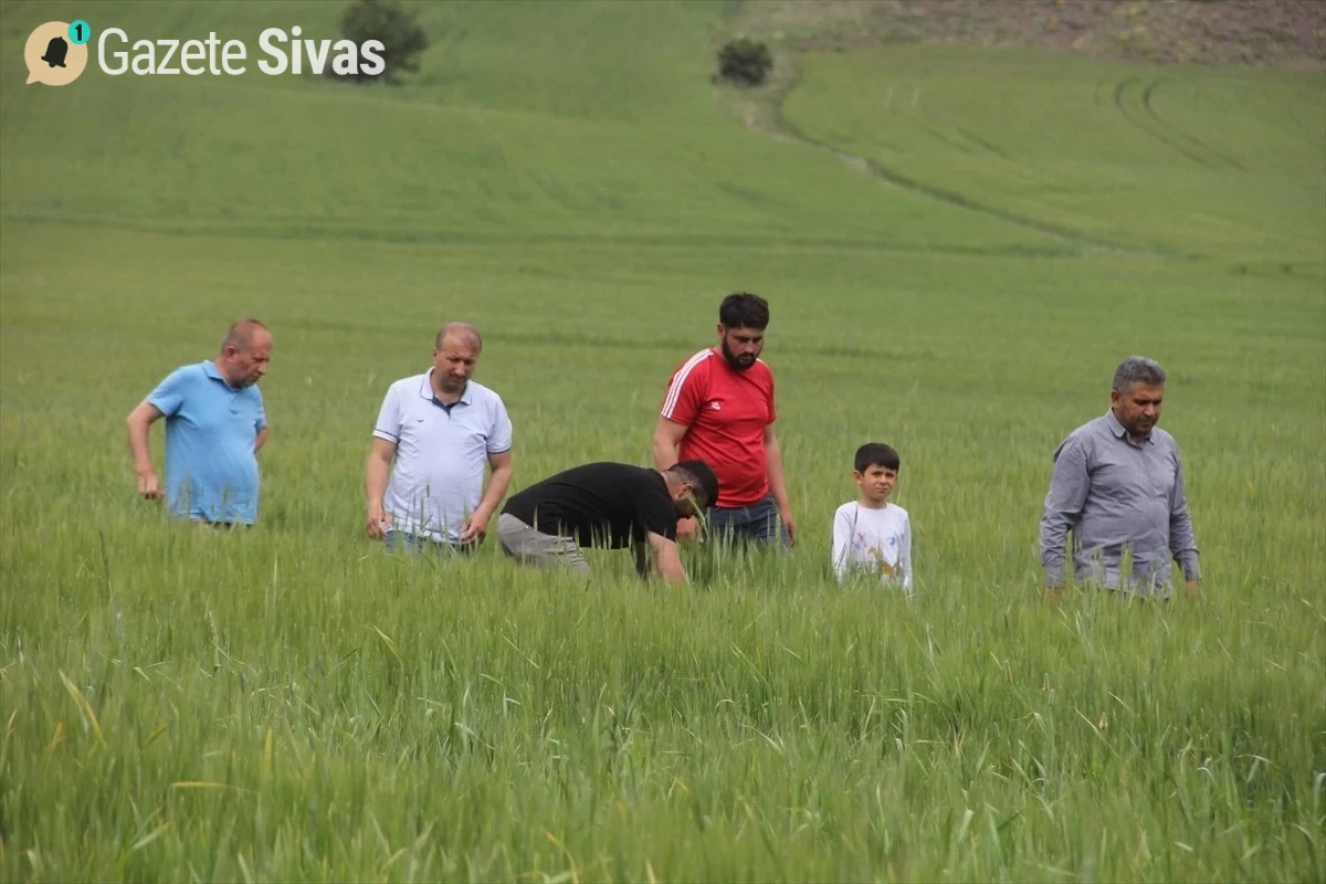 Tarım Arazilerinde Pas Hastalığı Tehlikesi