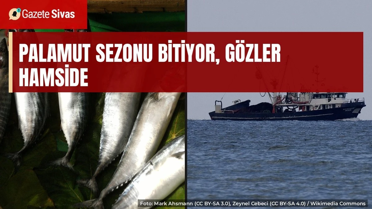 Palamut sezonu bitiyor, gözler hamside