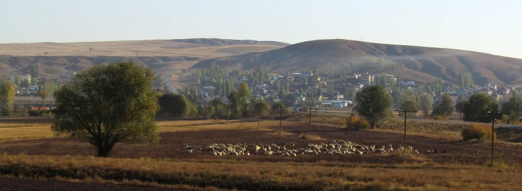 Sivas'ın Hanlı köyü yakınlarında otlayan koyun sürüsü